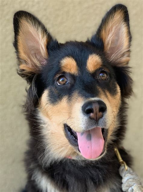 husky mixed shepherd